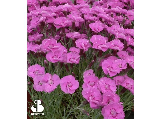 Dianthus plumarius   'Wendy'